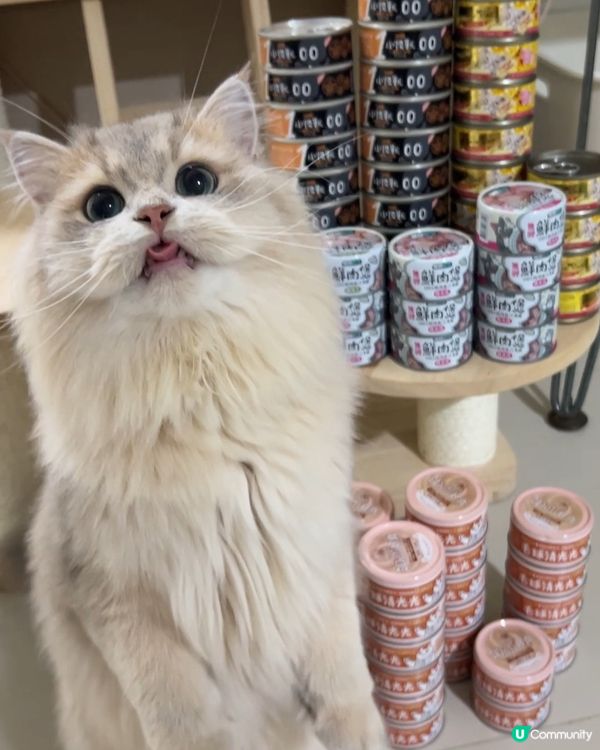 罐罐富戶仲唔係我🐱