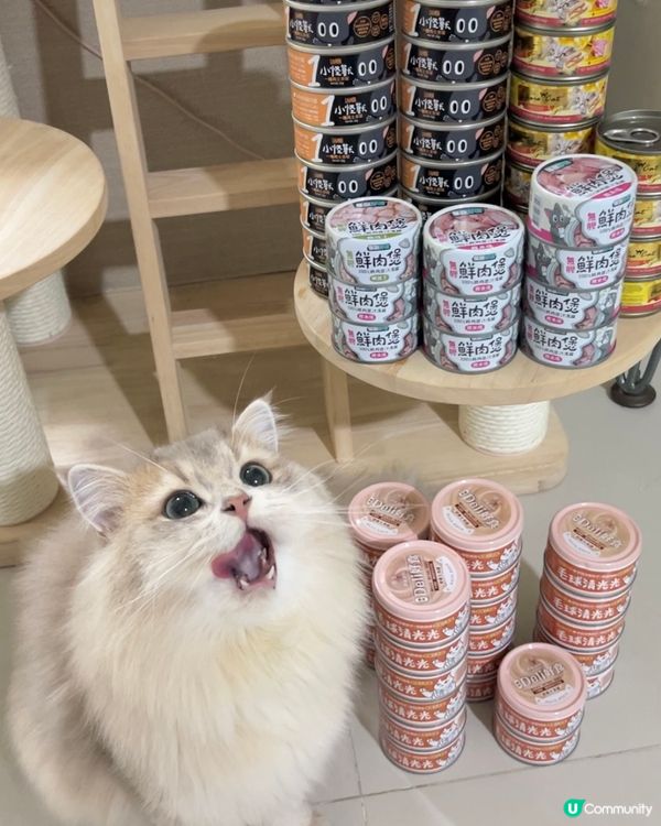 罐罐富戶仲唔係我🐱