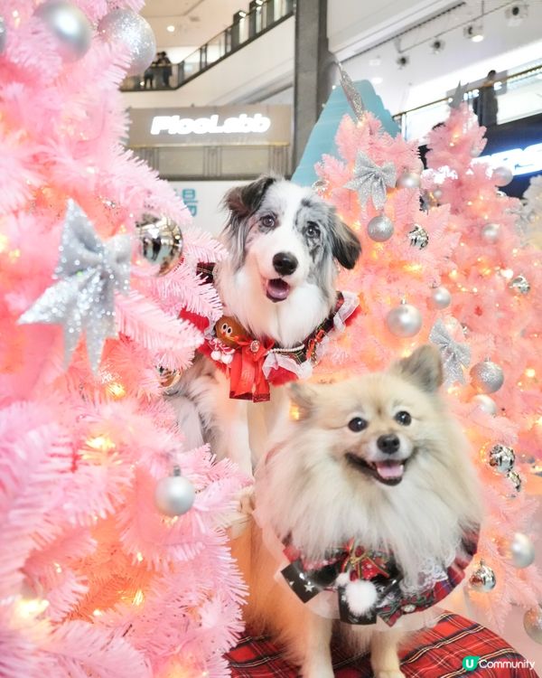 角落生物登陸荷里活廣場