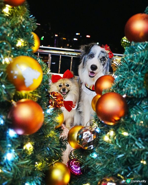 海港城聖誕打卡🎄