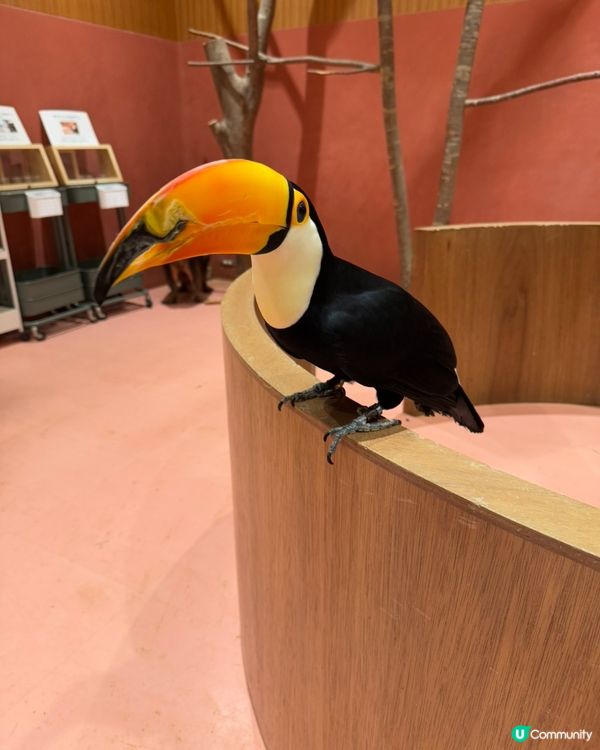 福岡動物Cafe！小朋友放電好去處 🥳