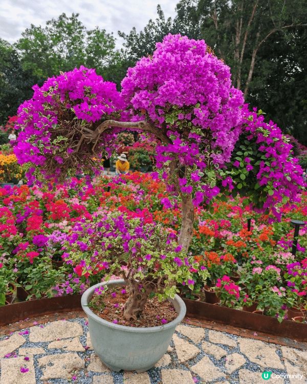 早前獨自北上去一個兔市集，原本想在鐵地走去深業上城，可惜原來...