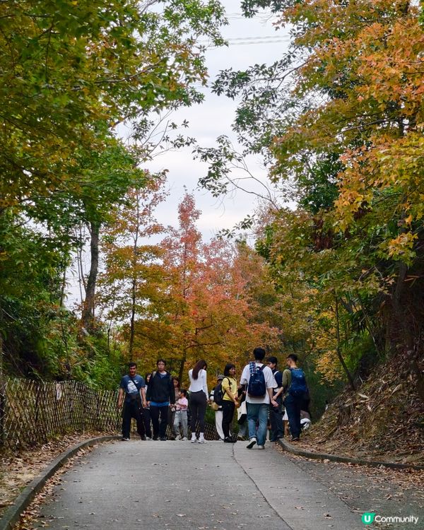 12月8 日🍂🍁大棠紅葉實況