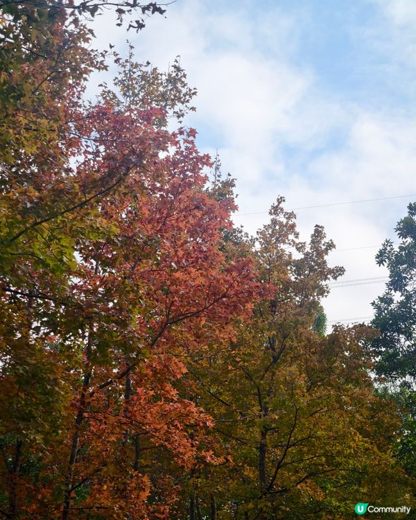 12月8 日🍂🍁大棠紅葉實況
