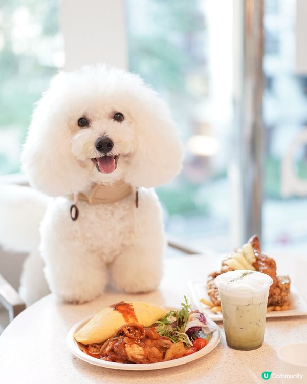 太古城狗狗友善餐廳 炸雞蛋包飯😋 帶埋毛孩去開餐 🐶
