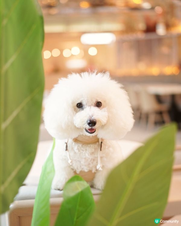 太古城狗狗友善餐廳 炸雞蛋包飯😋 帶埋毛孩去開餐 🐶