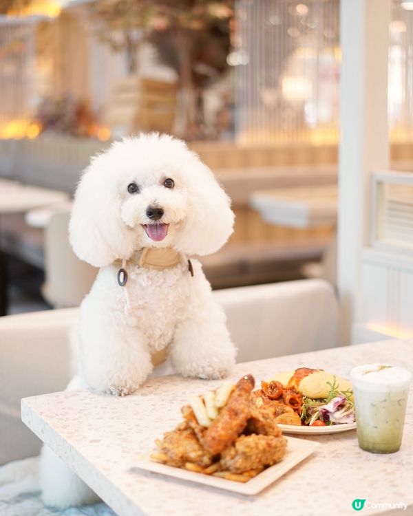 太古城狗狗友善餐廳 炸雞蛋包飯😋 帶埋毛孩去開餐 🐶