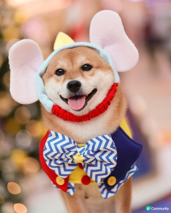 【Dumbo聖誕飛翔狂想曲】