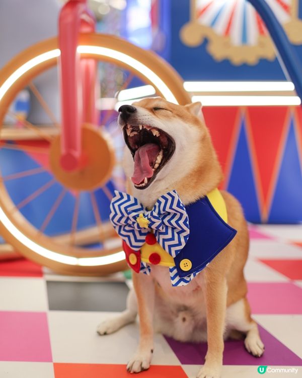 【Dumbo聖誕飛翔狂想曲】