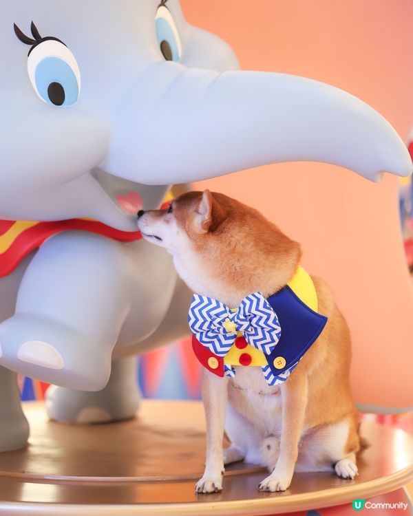 【Dumbo聖誕飛翔狂想曲】