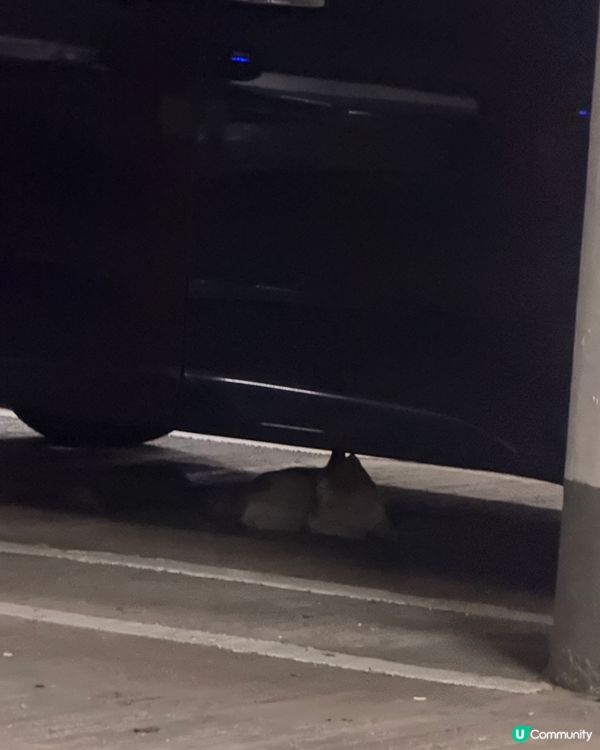 遇見了停車場的貓貓 
