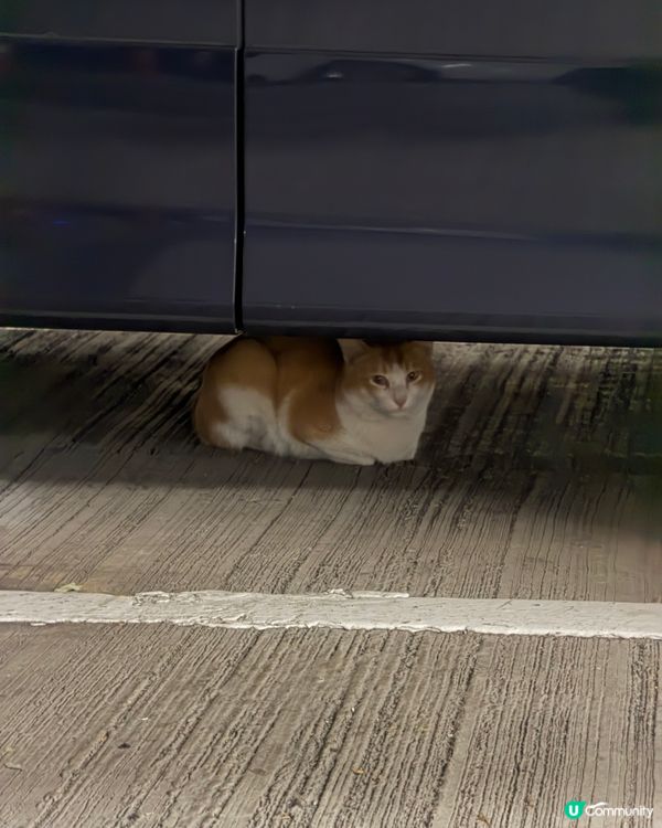 遇見了停車場的貓貓 