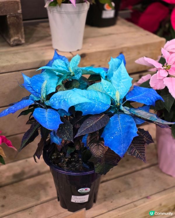 🇯🇵東京近郊半日遊行程推介 | 川越商店街