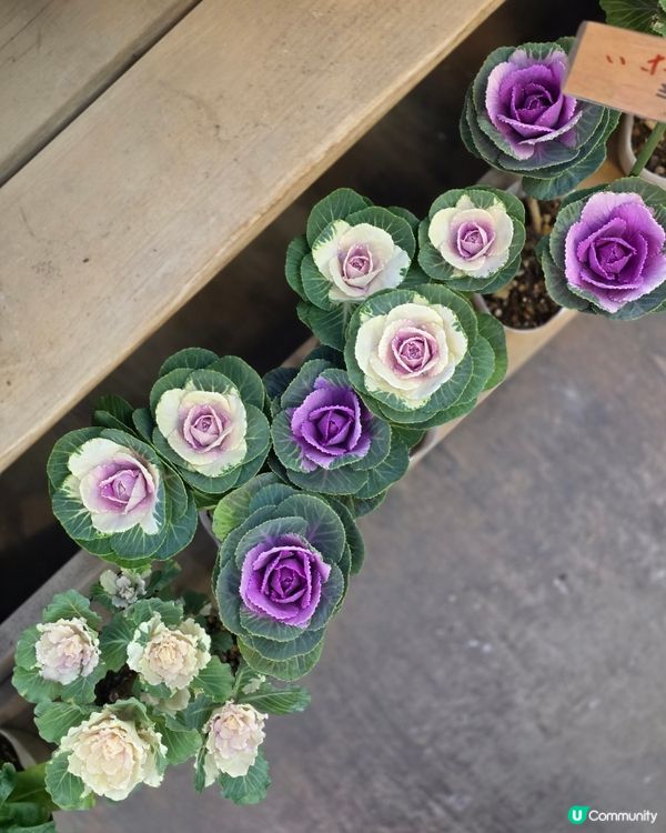 🇯🇵東京近郊半日遊行程推介 | 川越商店街