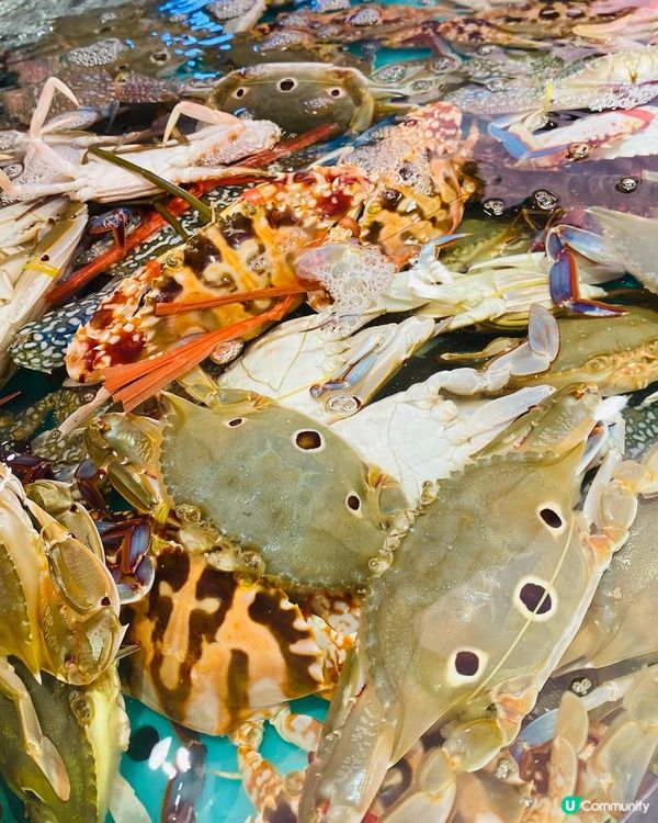 九龍灣➡️➡️➡️千海水產海鮮火鍋放題