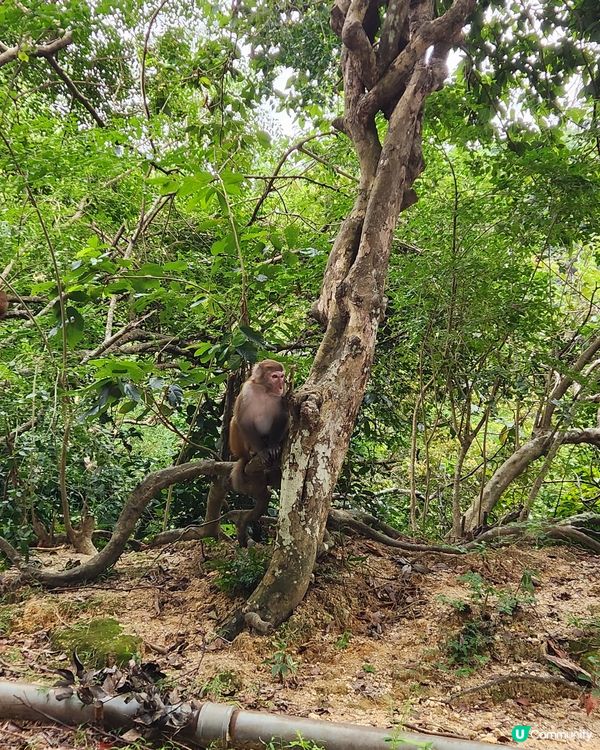 金山郊野公園🐒 睇馬騮、行水塘🏞️！