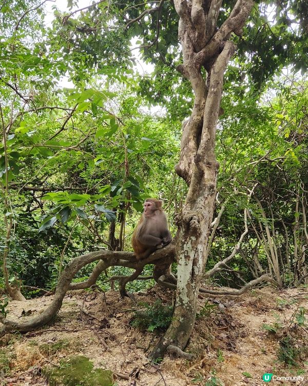 金山郊野公園🐒 睇馬騮、行水塘🏞️！