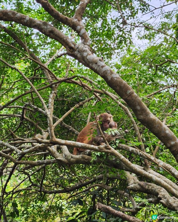 金山郊野公園🐒 睇馬騮、行水塘🏞️！