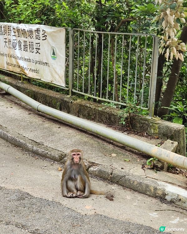 金山郊野公園🐒 睇馬騮、行水塘🏞️！