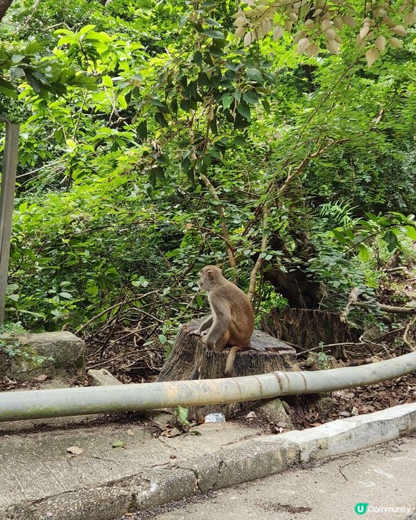金山郊野公園🐒 睇馬騮、行水塘🏞️！