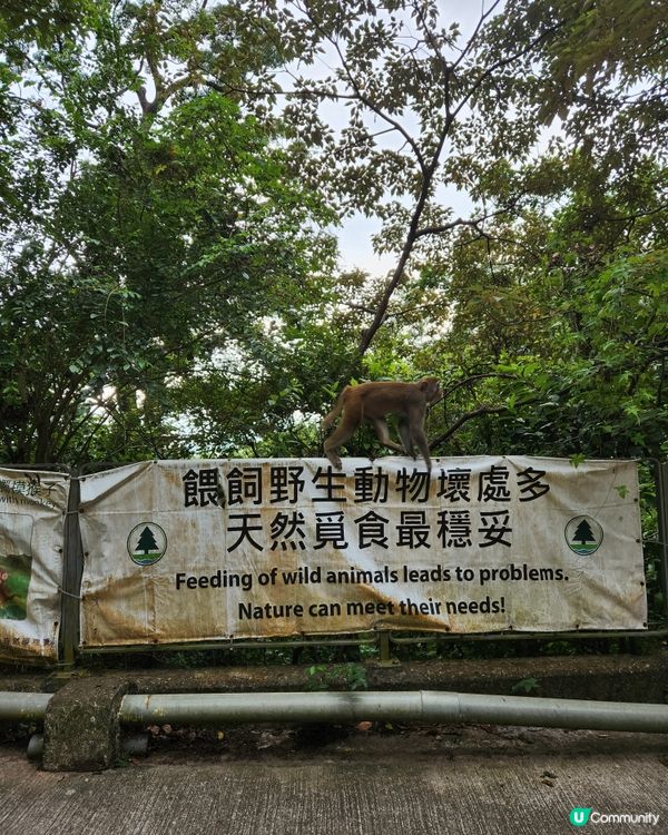 金山郊野公園🐒 睇馬騮、行水塘🏞️！