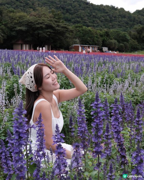 北海道Feel? 泰國先係真! 🇹🇭🌸📸