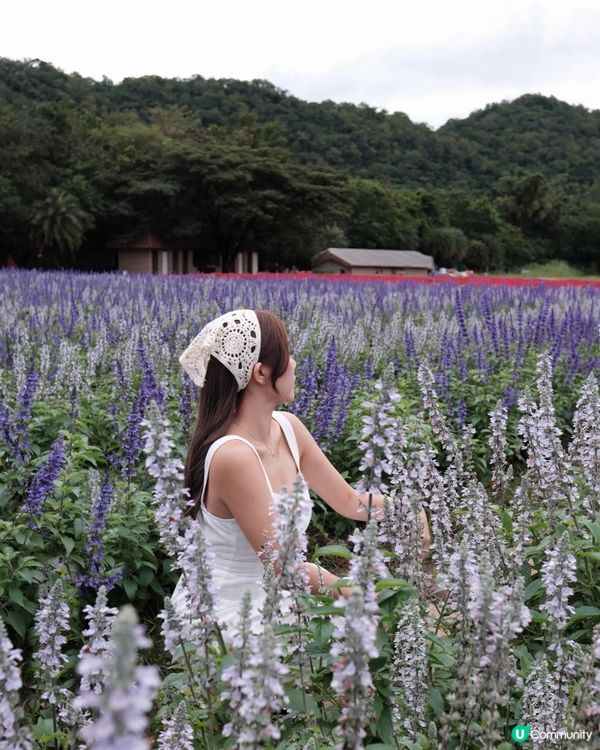 北海道Feel? 泰國先係真! 🇹🇭🌸📸