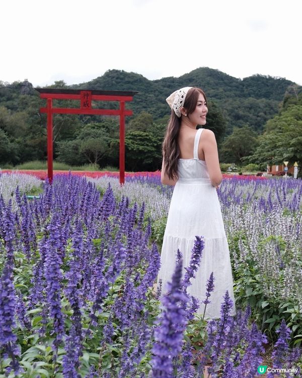 北海道Feel? 泰國先係真! 🇹🇭🌸📸