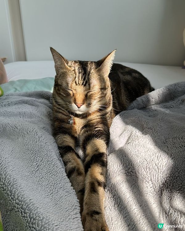 Sunbathing Looby