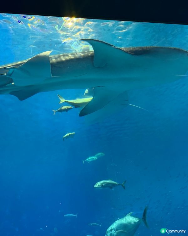 沖繩水族館🌊！巨型水槽勁震撼🤩！