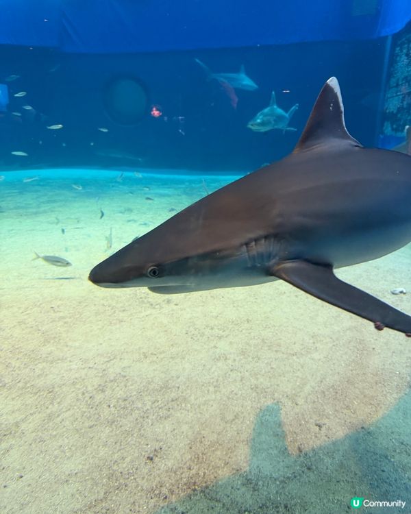 沖繩水族館🌊！巨型水槽勁震撼🤩！
