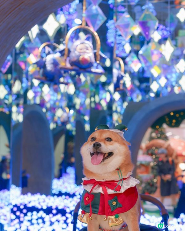 PUCKY 聖誕奇幻森林 🎄🍄