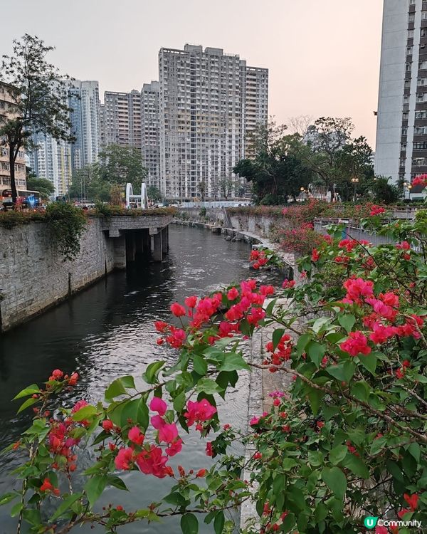 早晨，各位香港人