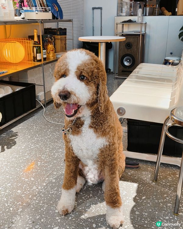 大角咀韓風Cafe！寵物友善餐廳🐶