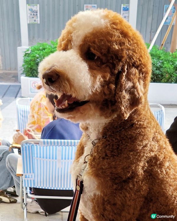 大角咀韓風Cafe！寵物友善餐廳🐶