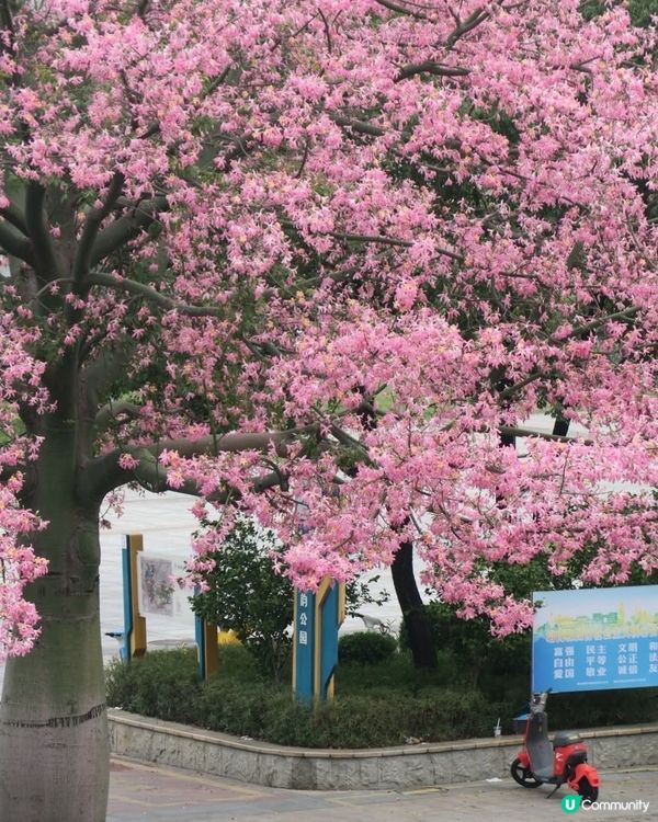 美人樹