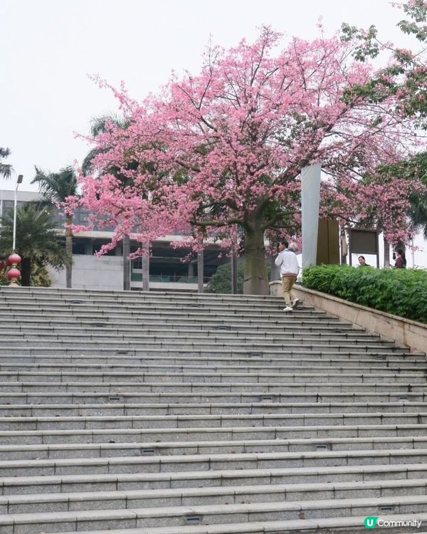美人樹