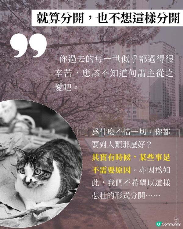 貓奴必看！催淚新書😭 文豪貓咪の故事📚
