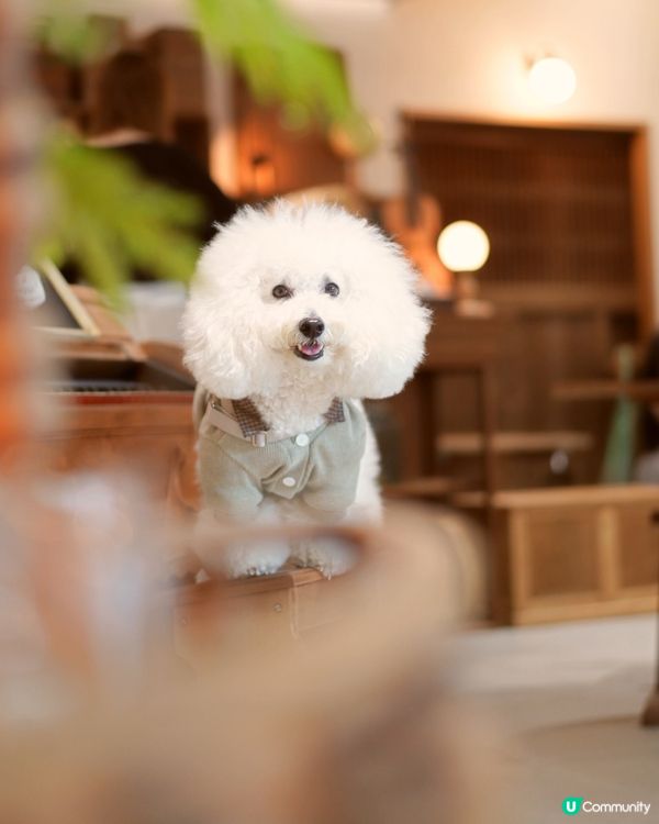 啟德寵物友善Cafe😍 日系古道具懷舊風