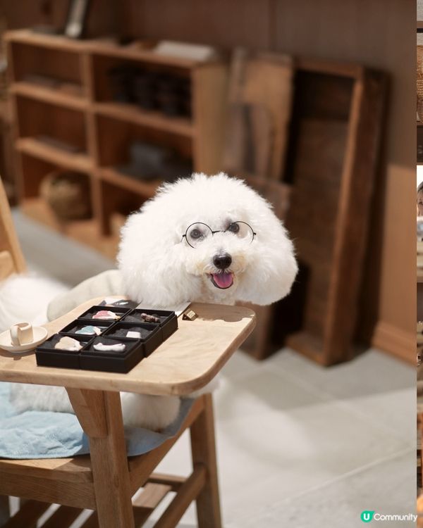 啟德寵物友善Cafe😍 日系古道具懷舊風