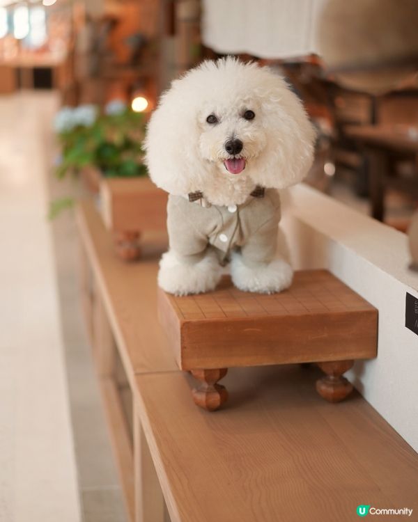 啟德寵物友善Cafe😍 日系古道具懷舊風