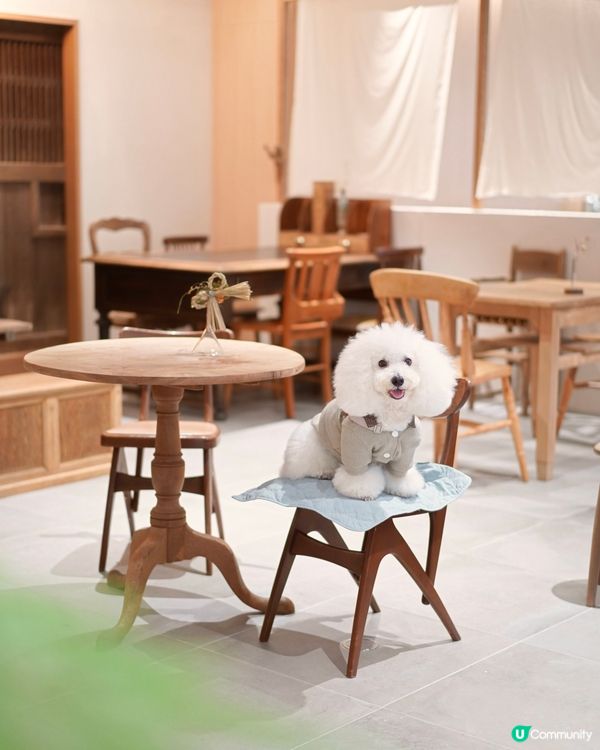 啟德寵物友善Cafe😍 日系古道具懷舊風