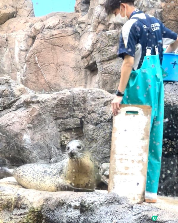 『日本』大阪海遊館🌊｜療癒的太平洋海底之旅🩵