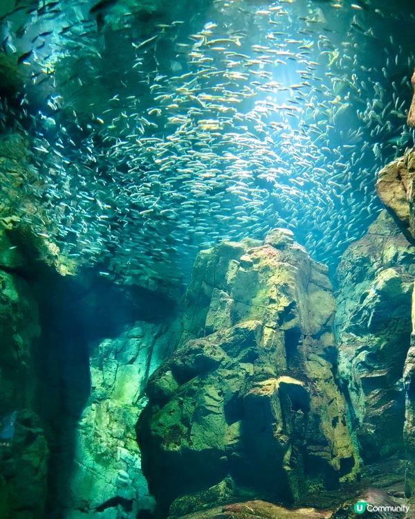 『日本』大阪海遊館🌊｜療癒的太平洋海底之旅🩵