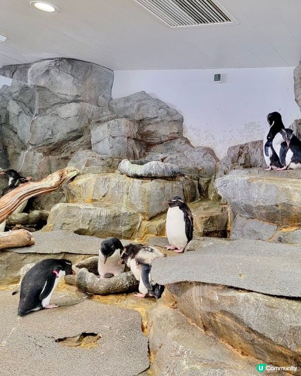 『日本』大阪海遊館🌊｜療癒的太平洋海底之旅🩵