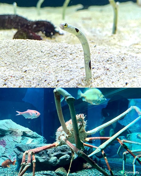 『日本』大阪海遊館🌊｜療癒的太平洋海底之旅🩵