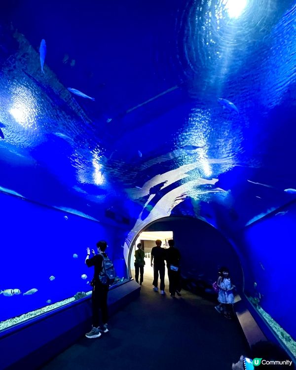 『日本』大阪海遊館🌊｜療癒的太平洋海底之旅🩵