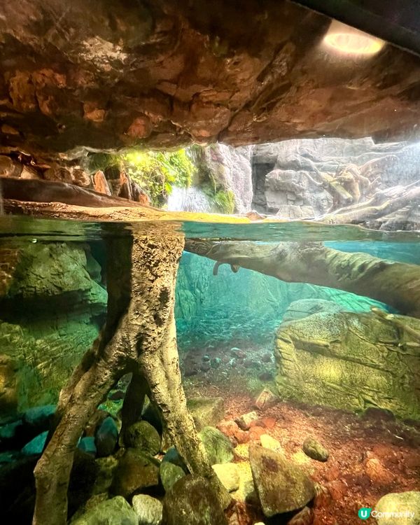 『日本』大阪海遊館🌊｜療癒的太平洋海底之旅🩵