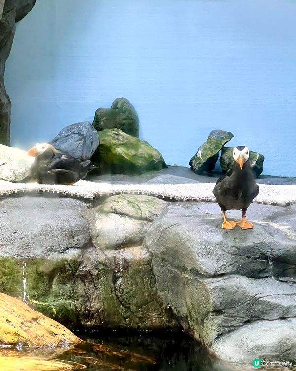 『日本』大阪海遊館🌊｜療癒的太平洋海底之旅🩵