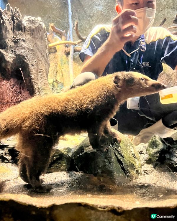 『日本』大阪海遊館🌊｜療癒的太平洋海底之旅🩵
